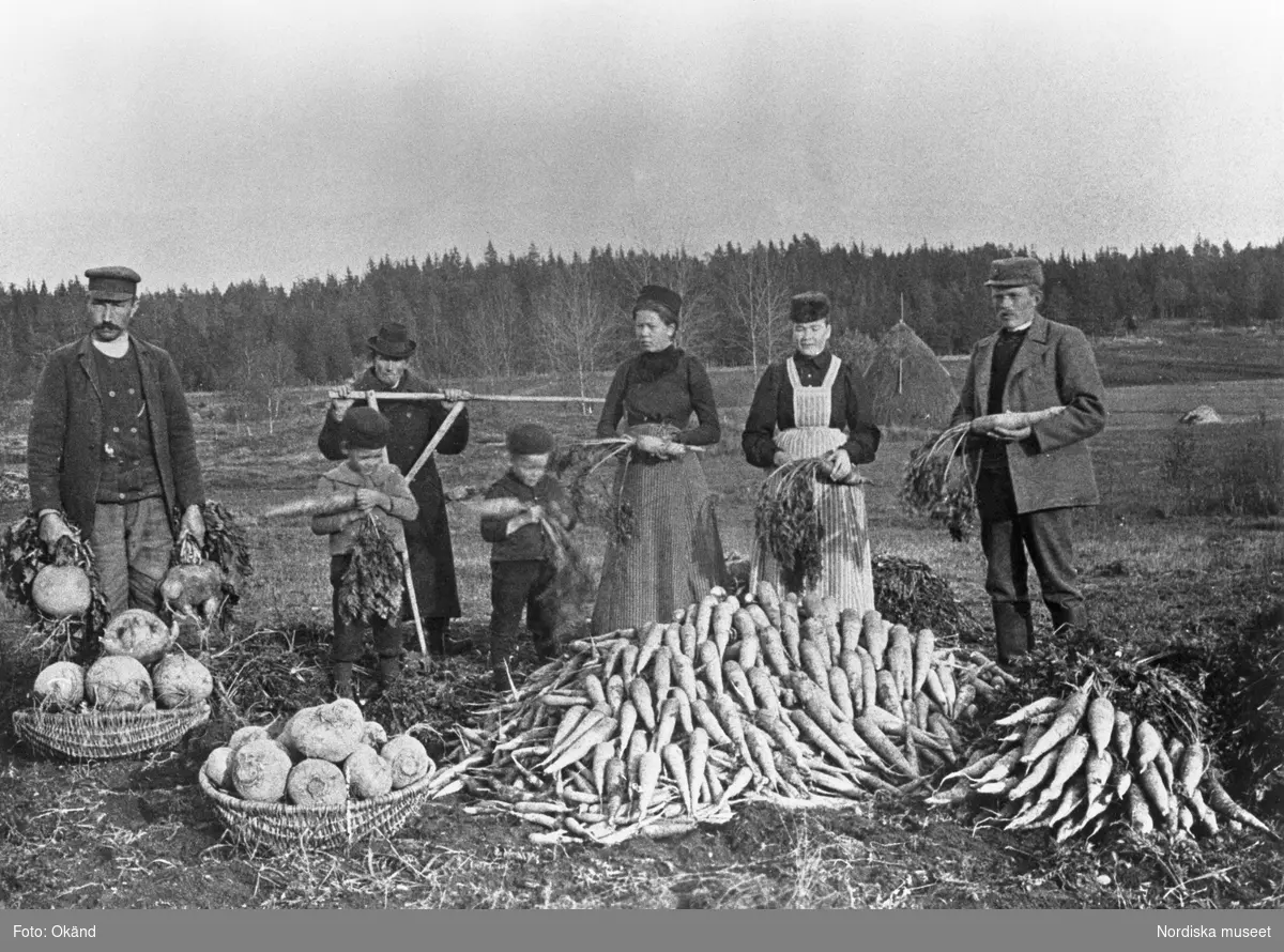 Rotfruktsupptagning. Män, kvinnor och barn skördar rotfrukter. Rovor ligger i högar och kålrötter i korgar. Skörd.