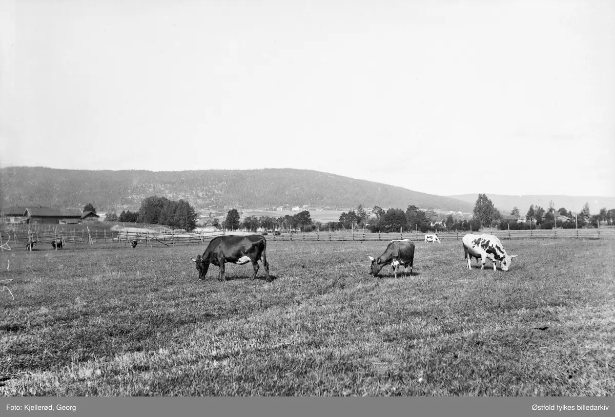 Kyr på beite - Jevnakers østside vendt mot Veståsen.