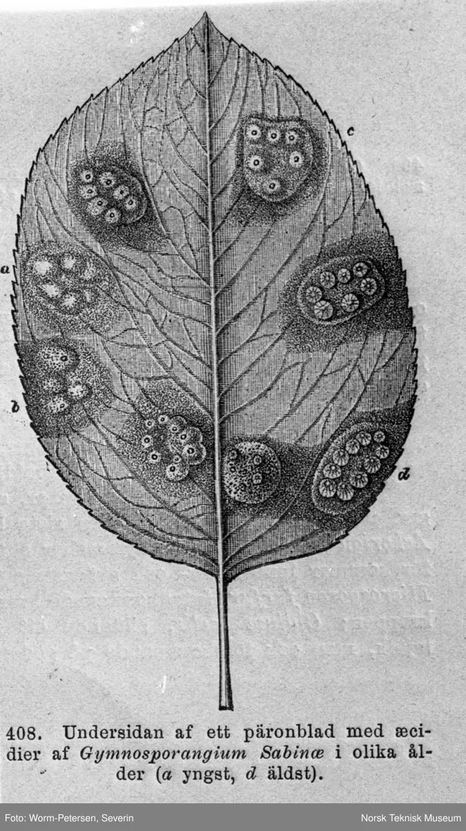 Undersiden av et pæreblad med æcidier av Gymnosorangium Sabinæ av ulik alder. Avfotografering av bok av Fries