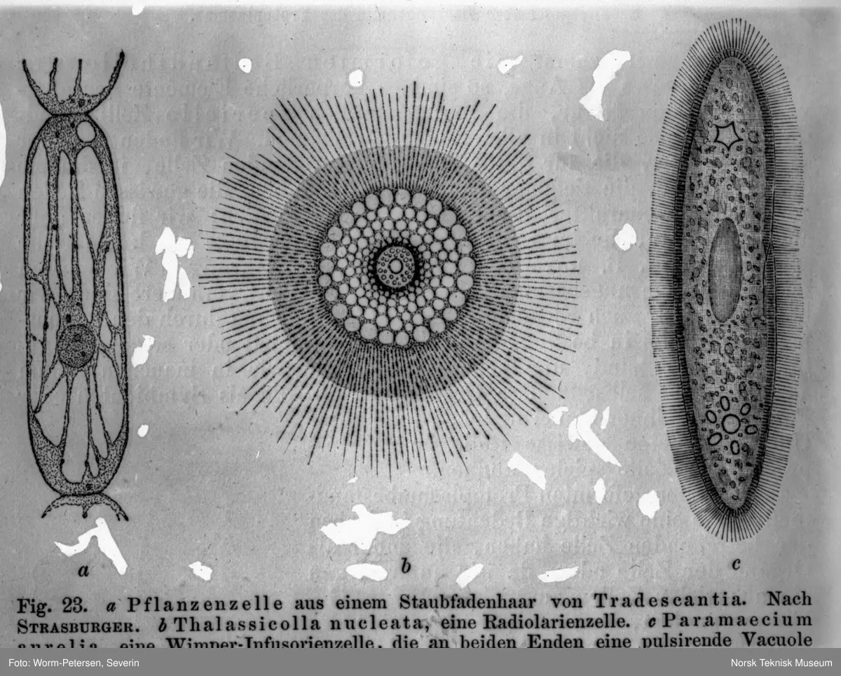 Plantecelle