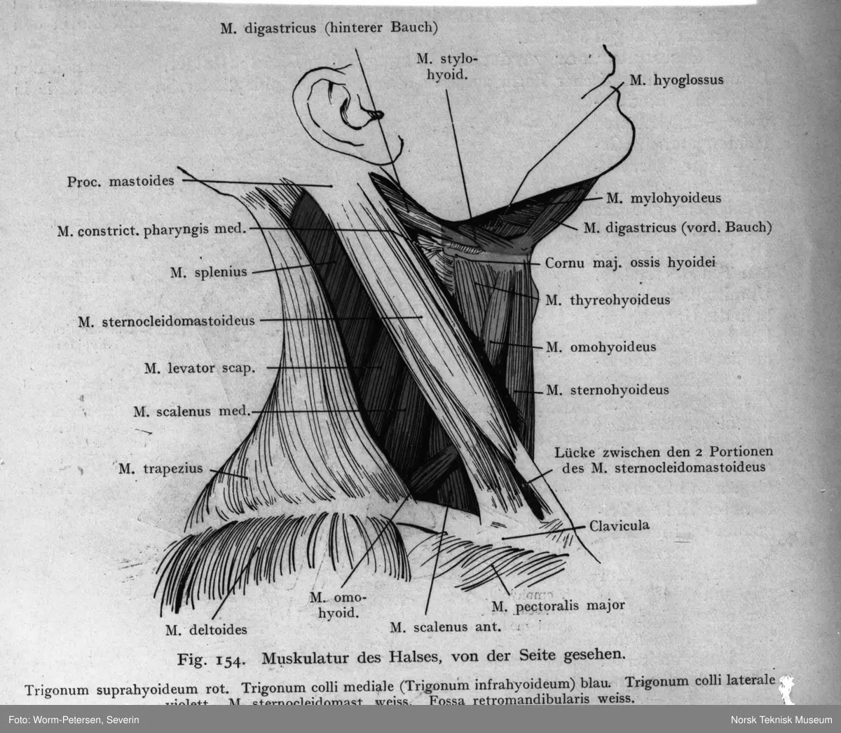 Anatomisk illustrasjon, halsmuskler