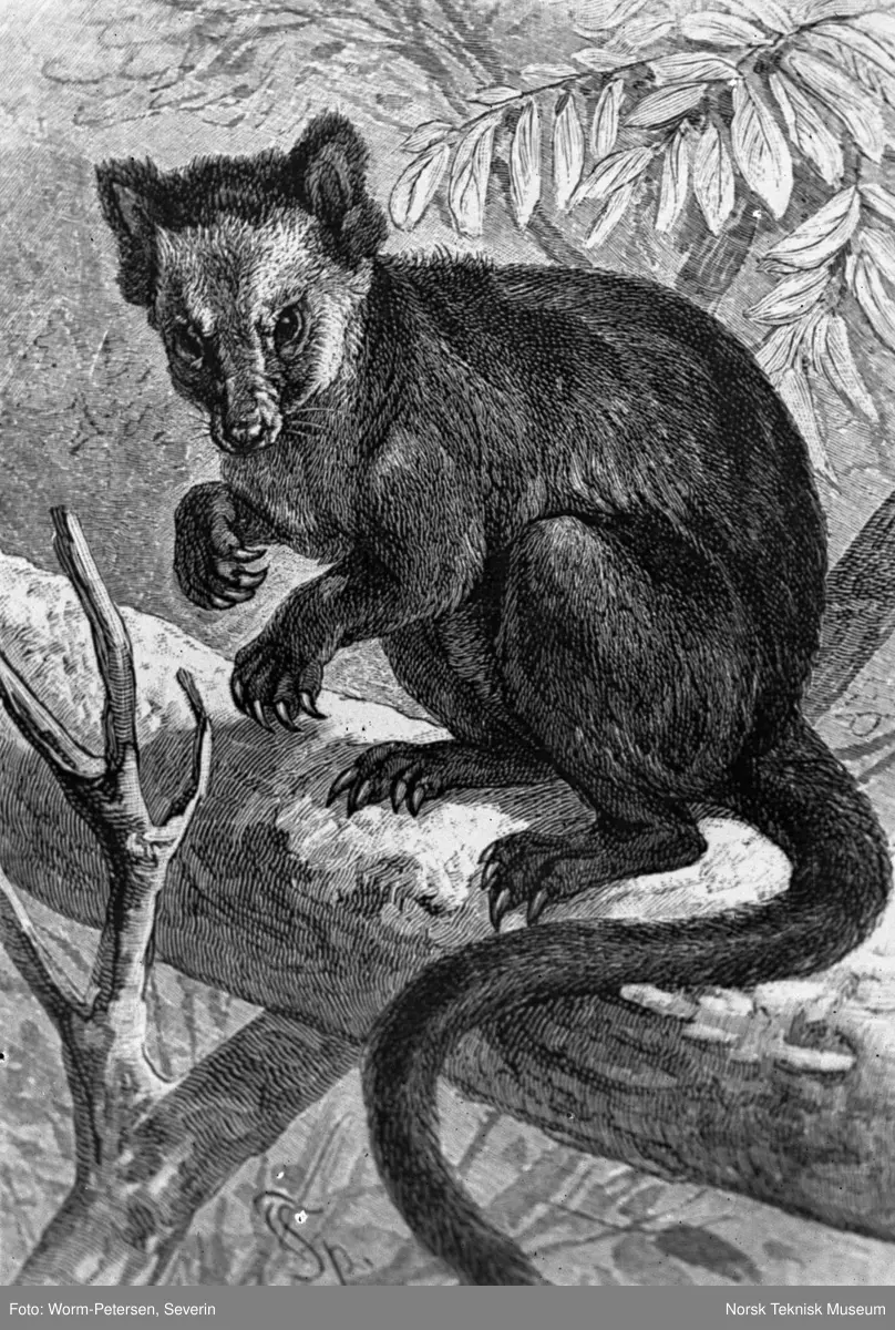Koalabjørn og lemur-ape