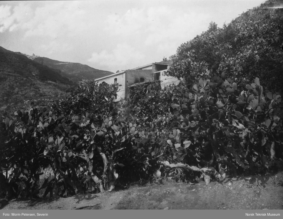 Indiske fiken, Messina.