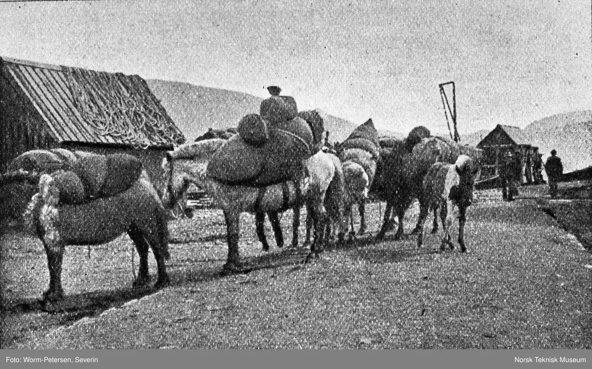 Hester med ullsekker, Akureyri, Island