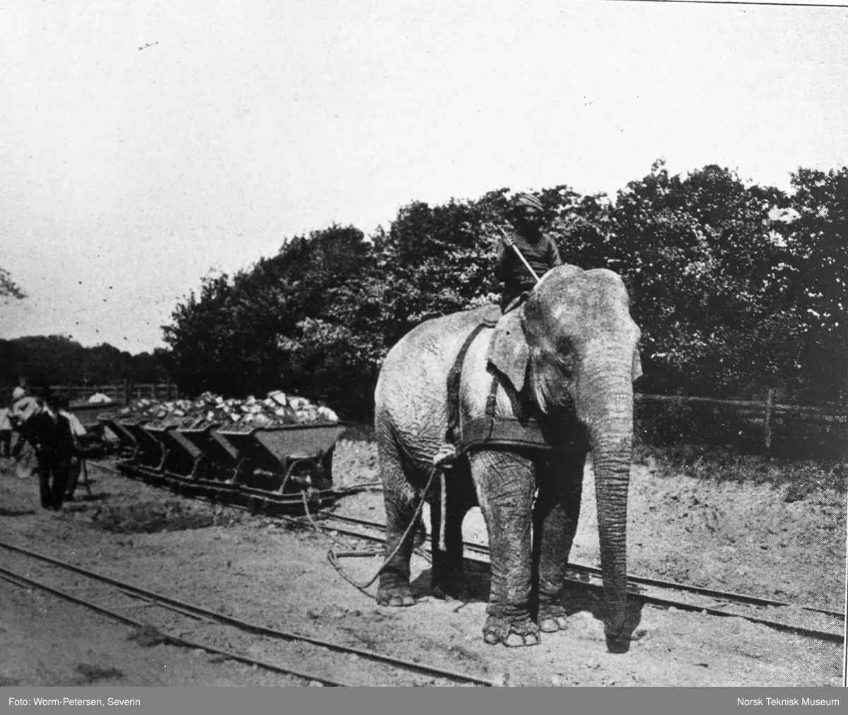 Hagenbeck’s dyrehave i Hamburg, elefant i arbeid