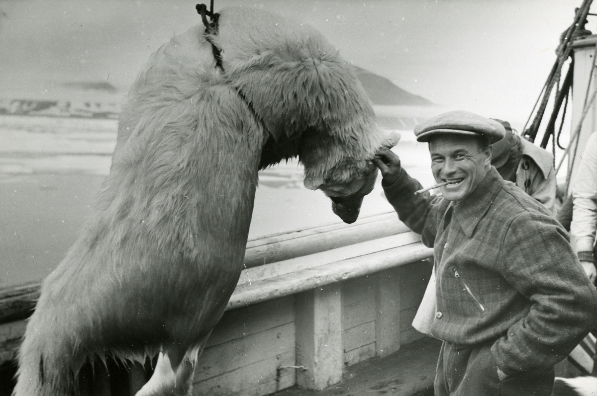 Grønlandsekspedisjon med M/S Polarbjørn i 1939. En jeger med sigarett i munnen poserer ved en drept isbjørn som tas ombord på skipet.