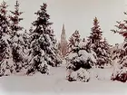 Olaus Petrikyrkan och Sofiaparken med snötyngda granar.