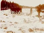 Tre hästar spända för plog, två män.
Konsulent H. Flodkvist, Örebro.
Två bilder på samma glasplåt.