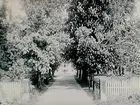 Hjärsta gård, allén med blommande kastanjer.
Godsägare H.Larsson.