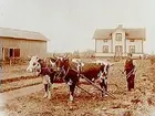 En och en halvvånings bostadshus med frontespis, ekonomibyggnader.
Två kor spända för plogen.
L.A. Lindberg
Örebro Pappersbruk, Almby socken.