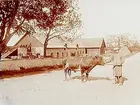 Ekeby Prostgård, ekonomibyggnad.
En man med tjur.
Henning Karlsson.