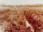 Jordbrukskonsulent H. Flodkvist, Örebro.
Täckdikning vid Hästhagen, en man och en pojke.