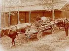 Gällersta Forngård, oxar spända för höskrinda med flyttlass.
Gällersta Flöttagille (Flyttgille).