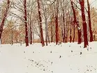 Vinterbild från Slottsparken, Slottet i bakgrunden.