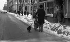 Den första snön 5 nov 1968

Kvinna med barnvagn och hund, gåendes på snöklädd gata i Örebro.