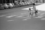 Kvar i stan 26 juli 1967

En mamma klädd i vit kappa, mörk klänning och vita skor går över ett övergångsställe på en gata i centrala Örebro med två små barn- en vid vardera handen. Pojken är klädd i en vit kortbyxdress, randig T-shirt, mörka strumpor och vita sandaler och flickan har vit sjömansmössa på huvudet, rutig kort kappa, vita underbyxor, vita strumpor och svarta skor.