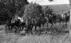 Hästdroska, 3 juli 1967

En kvinna i glasögon, mörk tröja, vita byxor och sandaler på fötterna kör en hästdroska. I droskan sitter en pojke i yngre tonåren klädd i blommig tröja.