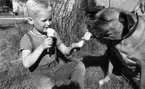 Glass, Nygren i Sten..., Gustavsvik 13 juni 1967

En liten pojke i sexårsåldern sitter i gräset i utomhus framför ett träd och tillsammans med en stor hund. Han håller i två glassar. Den ena glassen håller han fram mot hunden och denne slickar på glassen.