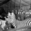 Cirkus i stan.
Bildsidan.
21 maj 1955