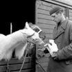 Cirkus i stan.
Bildsidan.
21 maj 1955