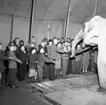 Cirkus i stan.
Bildsidan.
21 maj 1955