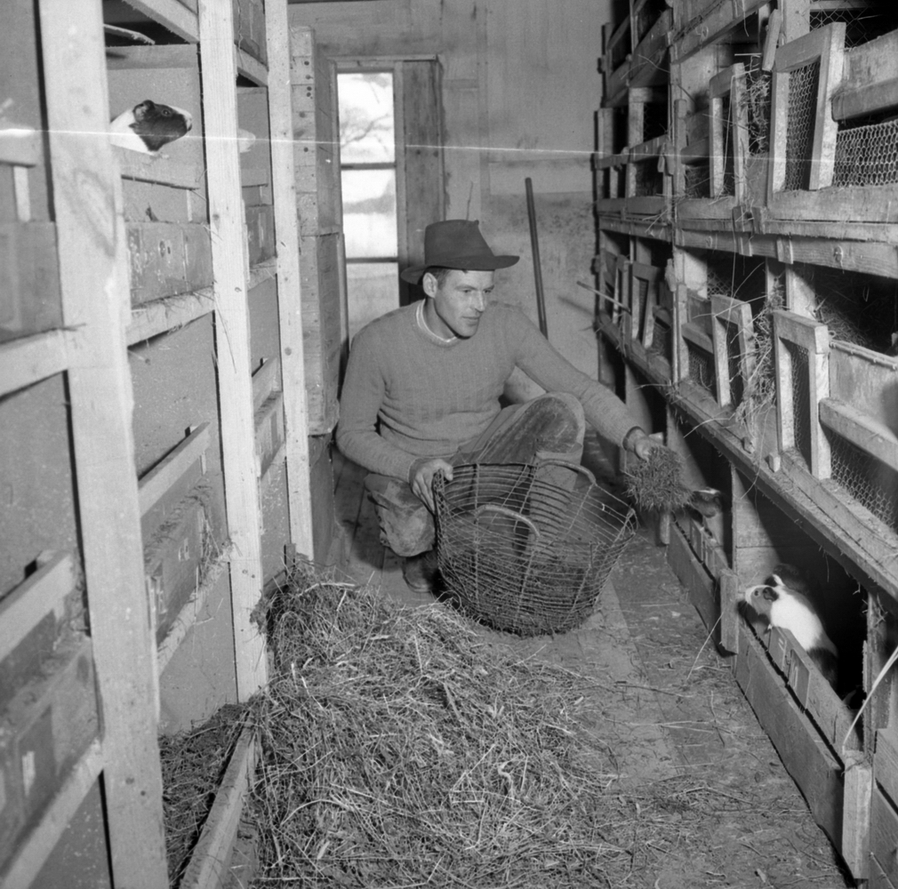 Minkfarm i Degerfors.
4 juni 1955.