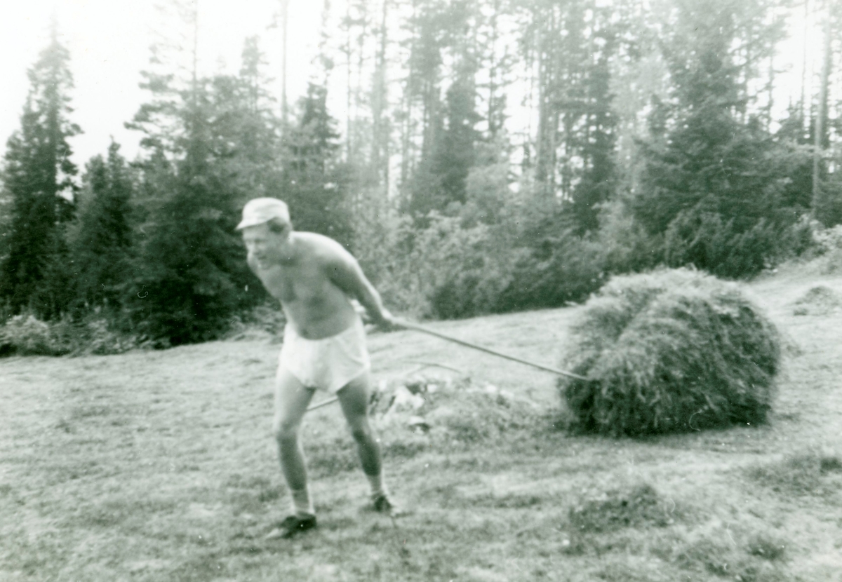 Høyberging i 1950 åra. Torleif Brøto dreg høy på heimstølen Bjørkeskar