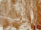 Grimstens häradsallmänning vid Viby. Skog.