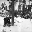 Skogsbruk, trädfällning, en man med motorsåg.
Gustafsson & Gortz (beställare ?).