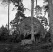 Skogsområde, en man vid en sten.
Glanshammars Häradsallmänning.