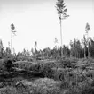 Skogsområde.
Askers Häradsallmänning.