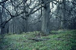 Närkes ornitologiska förening. Fotograf Knut Borg.