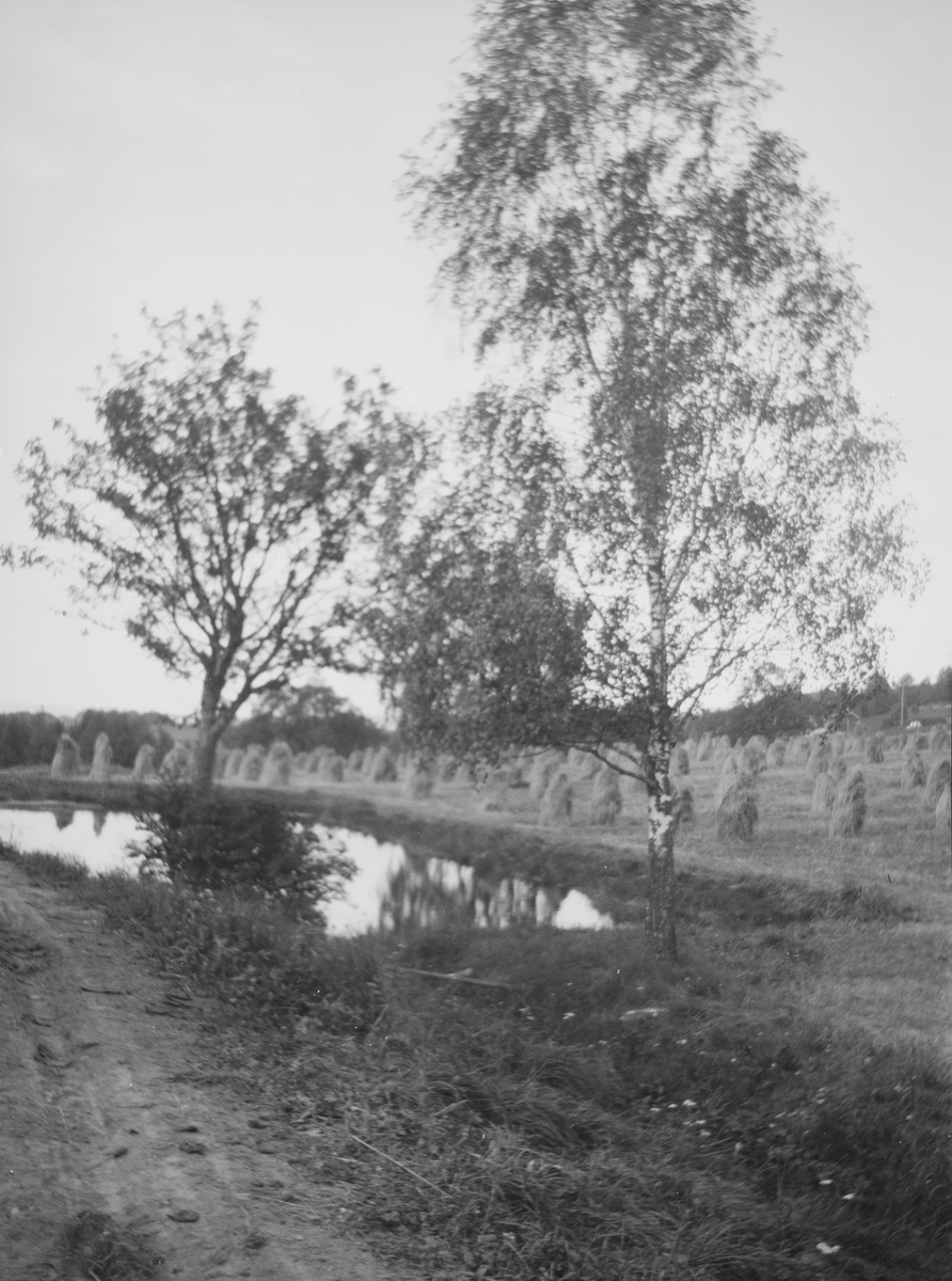 Kornnek til tørk på jordet. I forgrunnen sees deler av en kjerrevei, en dam og trær. Bak skimtes bebyggelse.