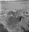 Sigtryggskullen, fornlämningar.
17 juli 1953.