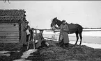 Kavalleriskolan 1908-09 samt tävlingar 1911-14. 
Valborg 1909.