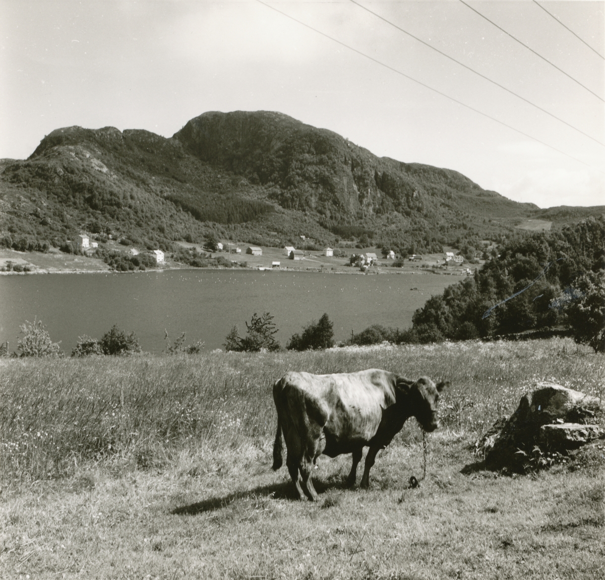 Prospektfotografi av brakkvannet Storevalen i Solavåg. I vannet drives det oppdrett av ørstes. I forgrunnen står ei ku å beiter.