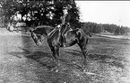 Kavalleriskolan 1908-09 samt tävlingar 1911-14.  
Löjtnant W Odelberg på Fuxan vid Nordiska spelen 1913.