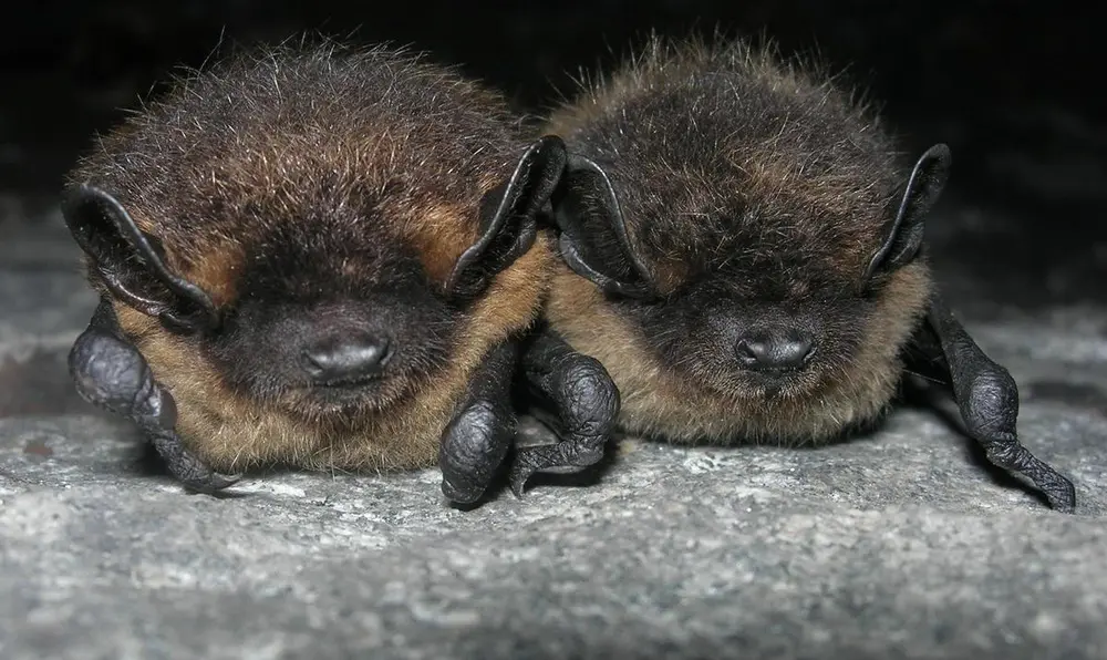 Foto av to nord flaggermus