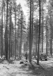 Løten Almenning,skogsbilveg, personbil D-890, ukjent mann. F