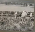 Sommarolympiaden i Rom 1960. Deltagare i fälttävlan  bl.a. Ewert Olausson, Livregementets husarer K3. Terrängbanan inspekteras.