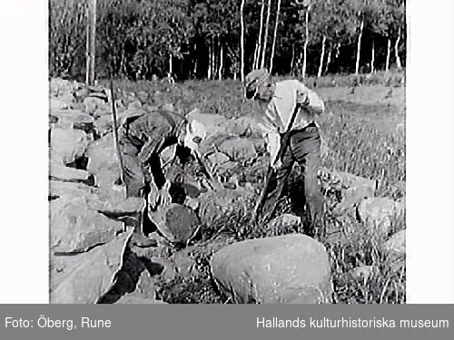 Gustav Morgan (med rutig skjorta) och Knut bygger en gärdesgård.