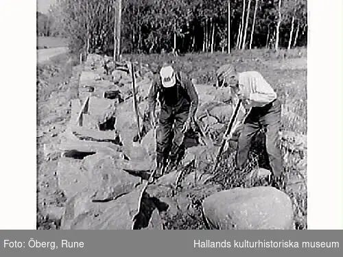 Gustav Morgan (med rutig skjorta) och Knut bygger en gärdesgård.