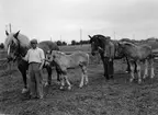 Hästpremiering på Kobacken, Kungsängen, Uppsala juli 1942