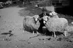 Svenska fåravelsföreningens 114:de baggauktion vid Ultuna - de tre högst betalda Västerbottensbaggarna med Albin Skoog, Granbergsträsk vid grimmorna, Uppsala 1945