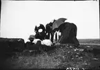 Drottning Victoria bilder. Utgrävningar på Öland. Hans Hildebrand.