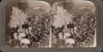 Stereobild av en gay shinto procession, vandrande över bron till Imperial War Museum, Kyoto.