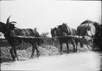 Skioptikonbild med motiv av hästar dragande vagn med tunnor.
Bilden har förvarats i kartong märkt: Höstresan 1907. Carcassonne 6. No 15.. Text på bild: 