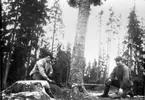 Trädfällning i Slättängs skog. Gustav Vårdén och Edvin Apel.