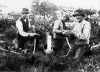 Edvin Apel, Alfred Dahlberg och Alfred Åberg bryner liar.