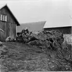 Ledsgården, Slutarp. Gånggrift mellan gårdshusen. Foto från nordost efter uppsnyggningen.